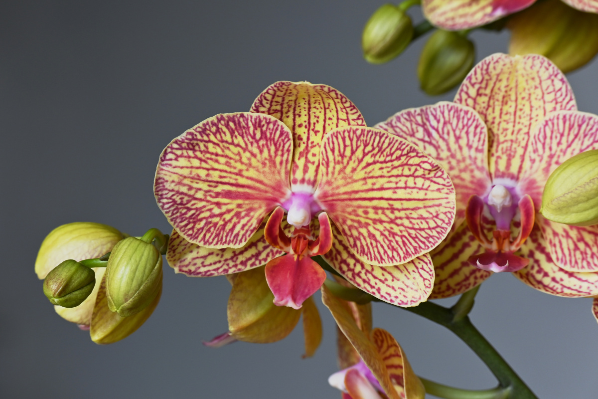 条点蝴蝶兰 花语:事事顺心,心想事成 - 吴国明 - 图虫