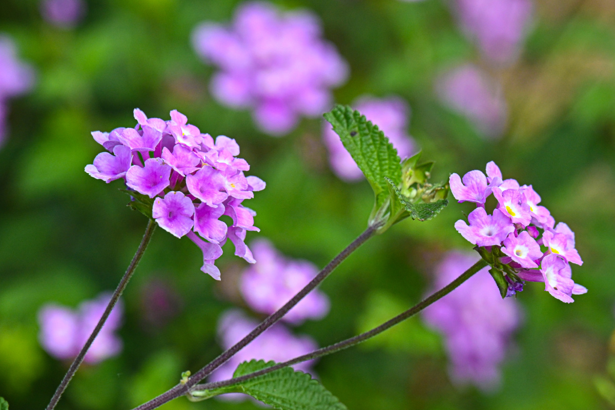 紫花马缨丹 谦谦君子 - 吴国明 - 图虫