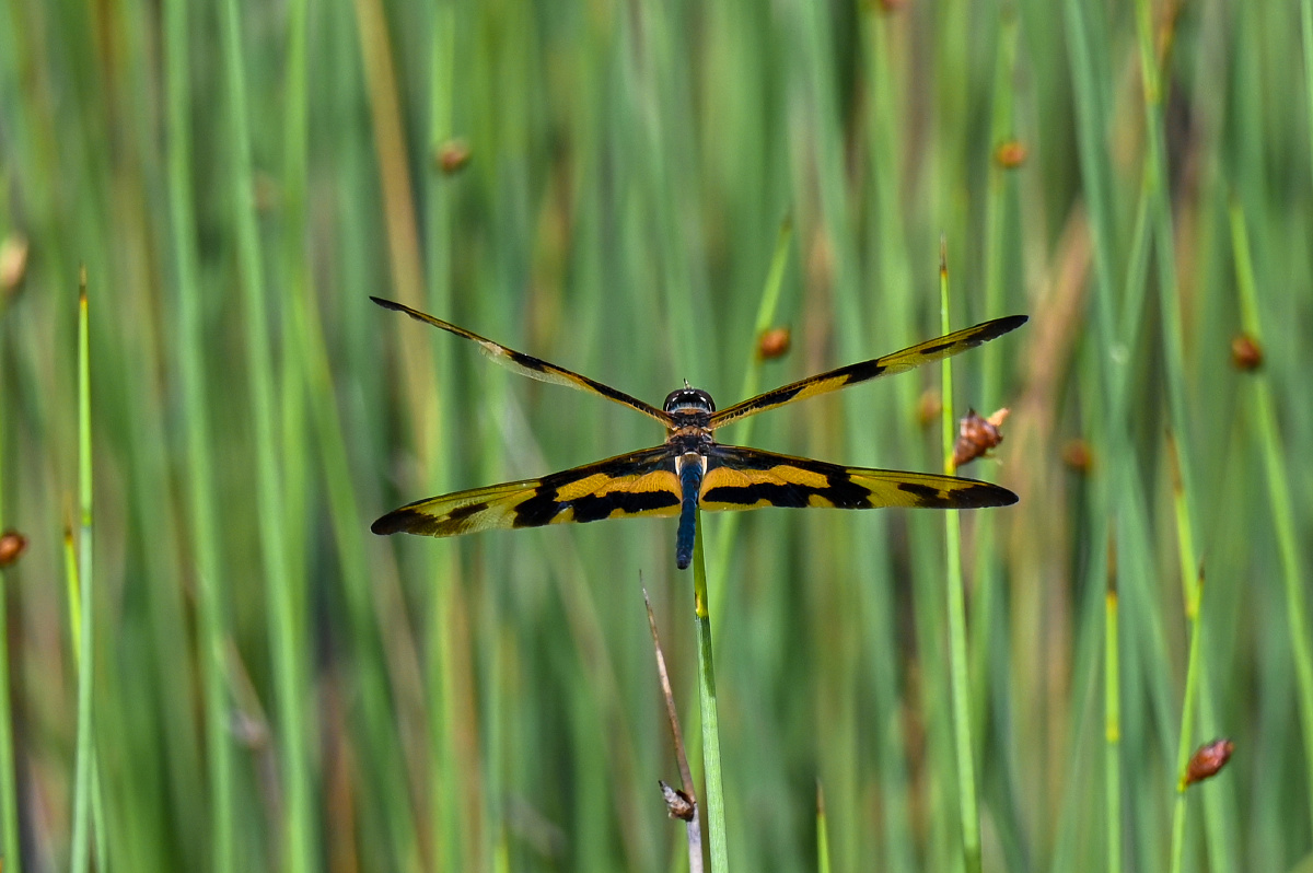 彩裳蜻蜓-难得见到 - 吴国明 - 图虫