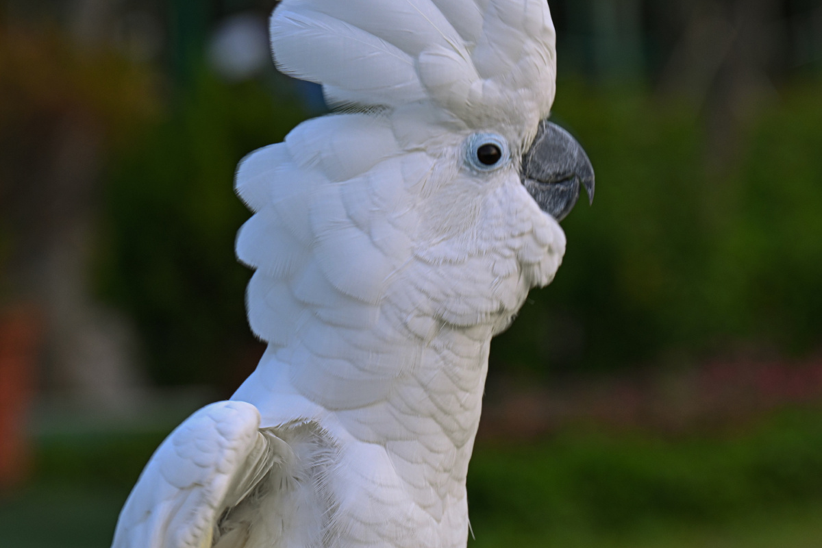 雨伞巴丹鹦鹉 破坏力强 - 吴国明 - 图虫