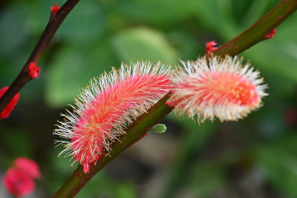 红银柳开花 寓意银两任你花