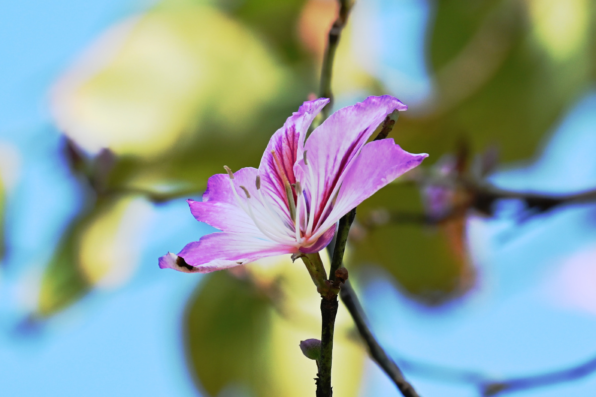宫粉羊蹄甲 花语:矢志不渝 - 吴国明 - 图虫