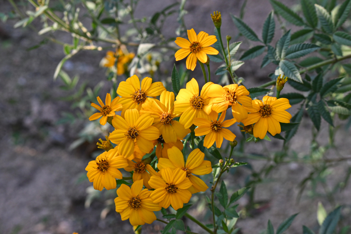 香叶万寿菊 花语:健康长寿