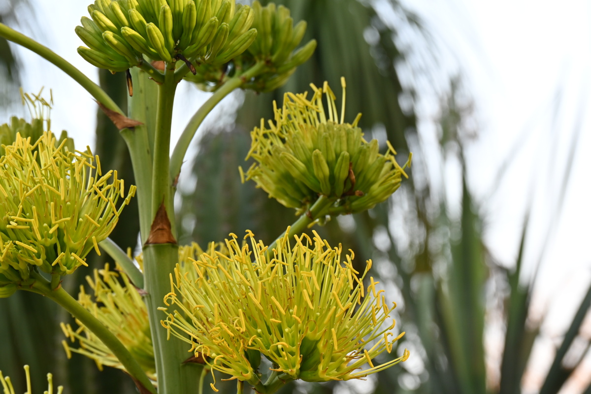 金边龙舌兰 开花了 - 吴国明 - 图虫