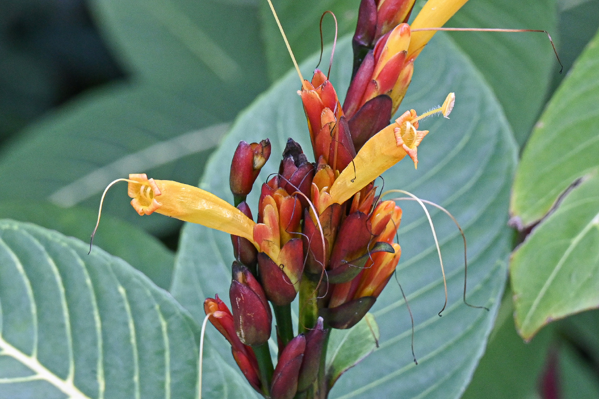 金脉爵床-花语:楚楚动人 - 吴国明 - 图虫