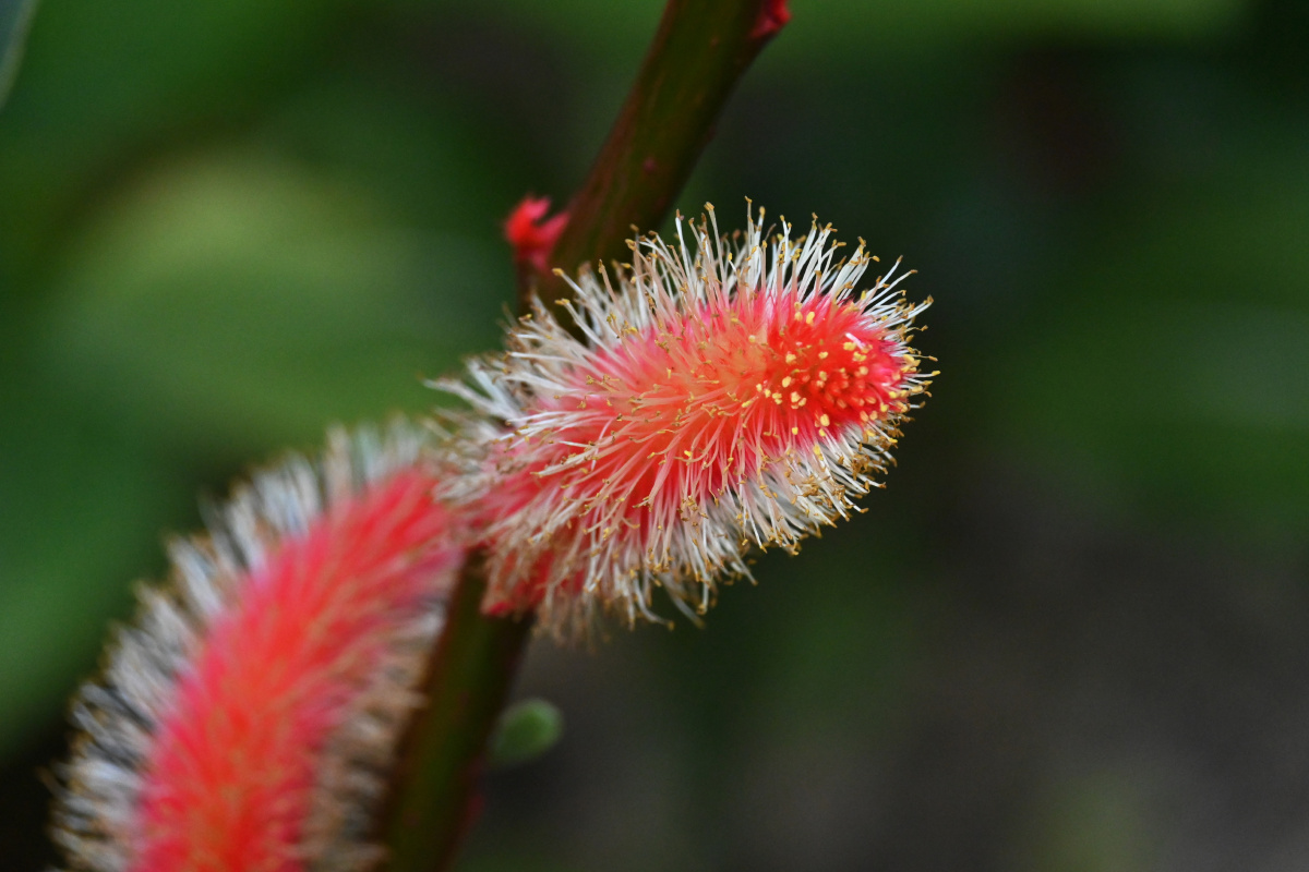 红银柳开花 寓意银两任你花