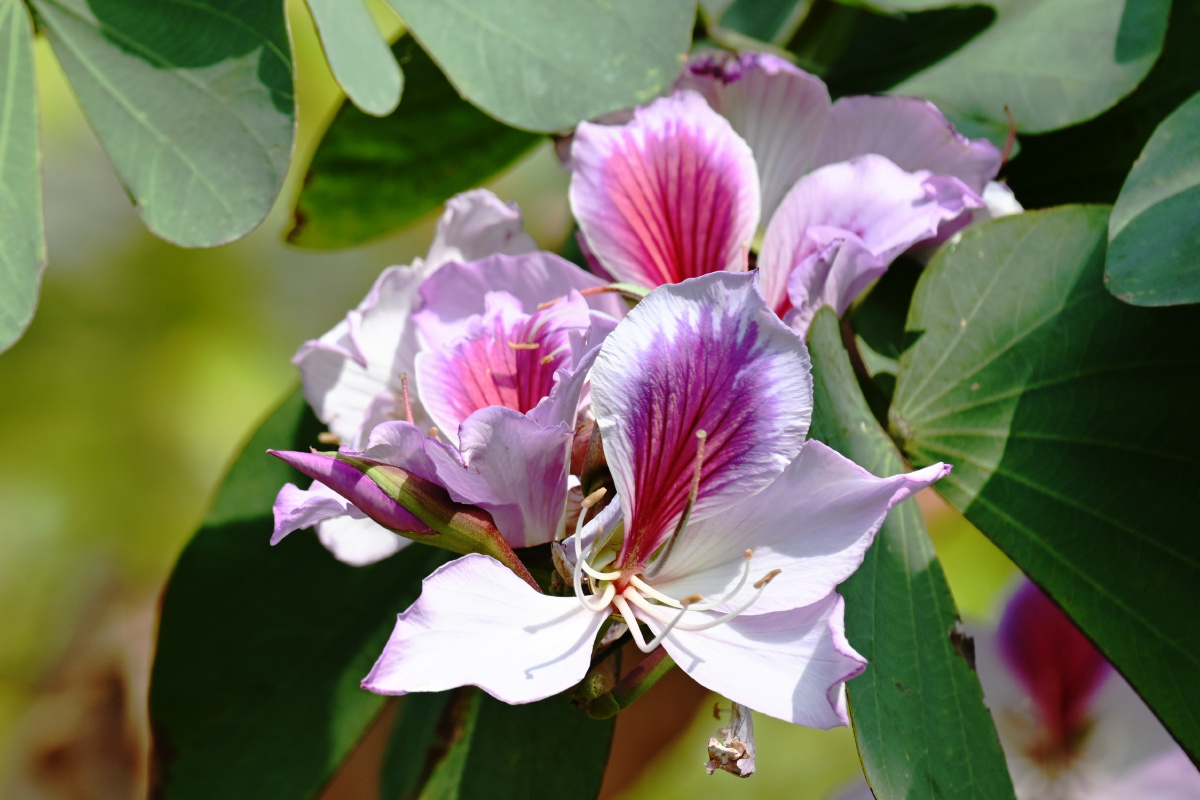 宫粉羊蹄甲 花语:矢志不渝 - 吴国明 - 图虫