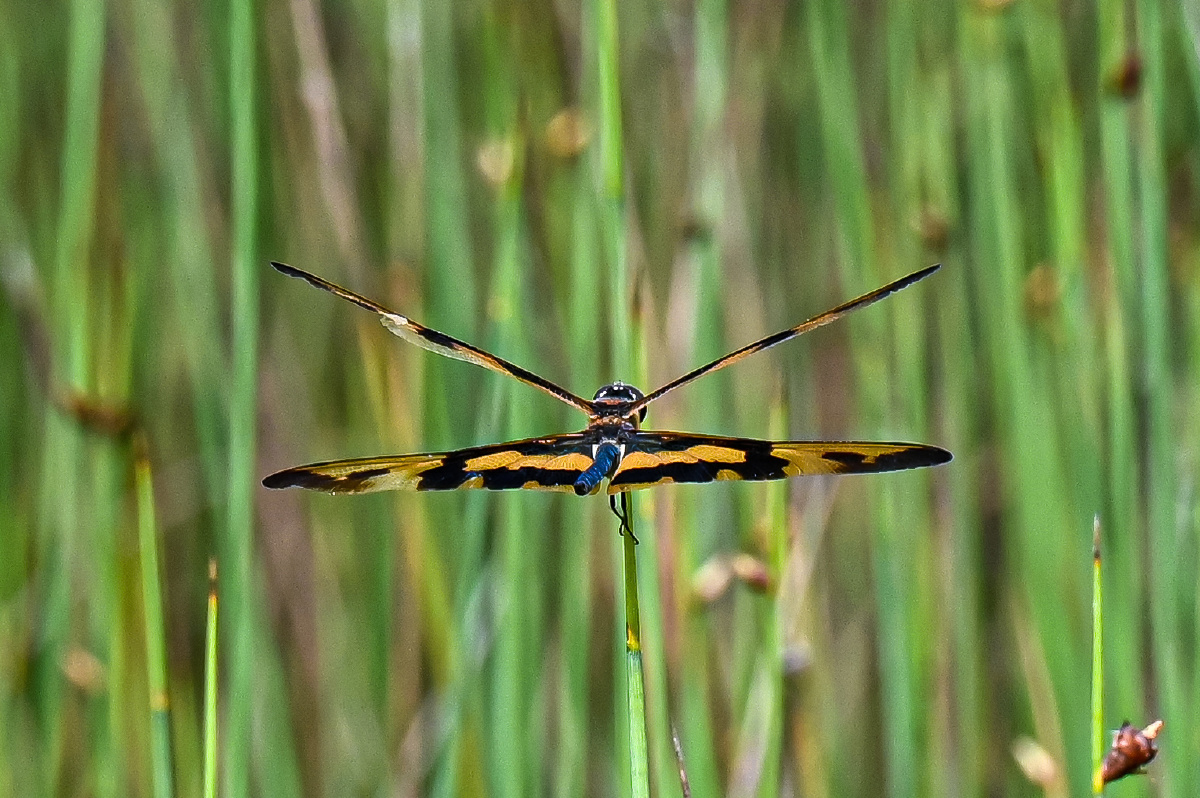 彩裳蜻蜓-难得见到 - 吴国明 - 图虫
