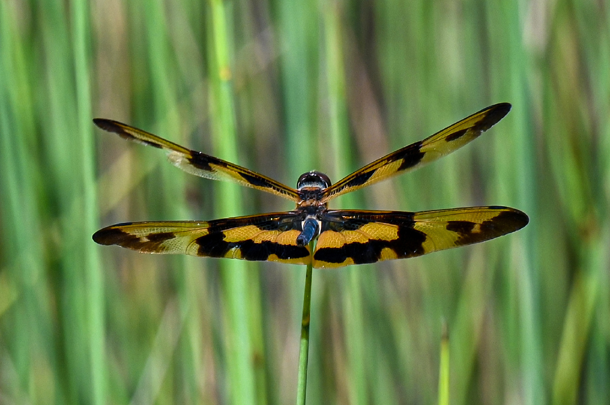 彩裳蜻蜓-难得见到 - 吴国明 - 图虫