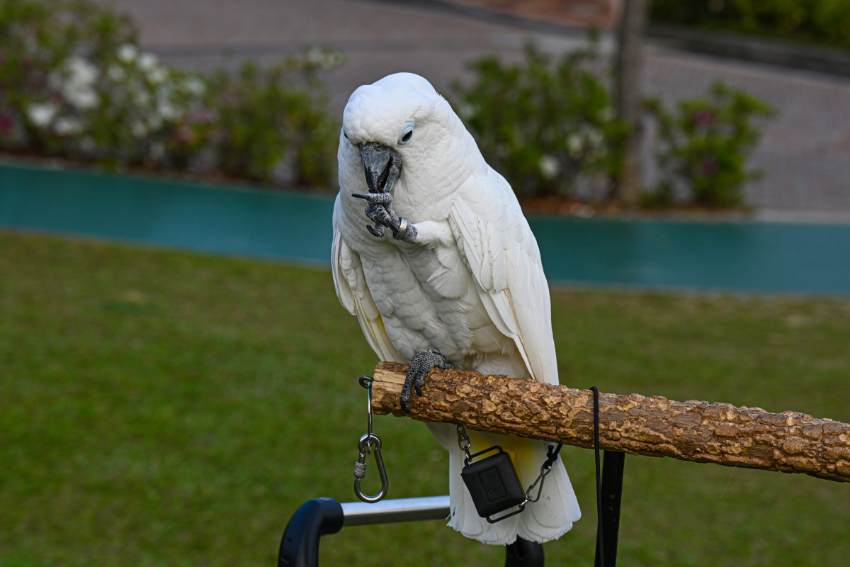 雨伞巴丹鹦鹉 破坏力强 - 吴国明 - 图虫