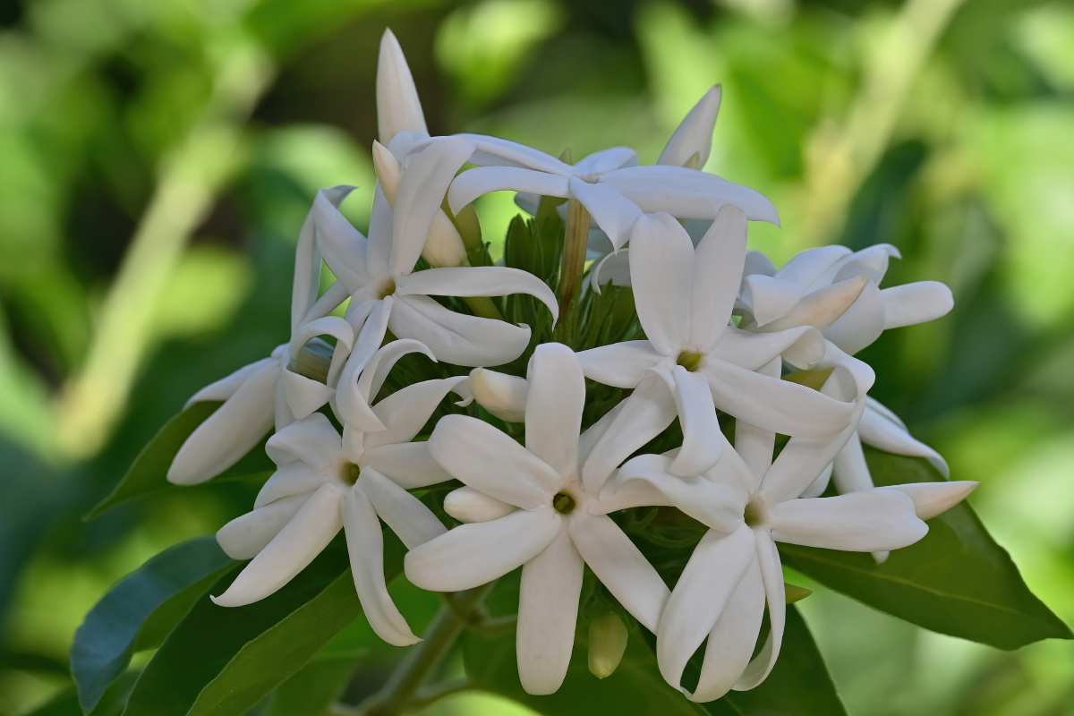 毛茉莉-花语:洁白,馨香纯真 - 吴国明 - 图虫