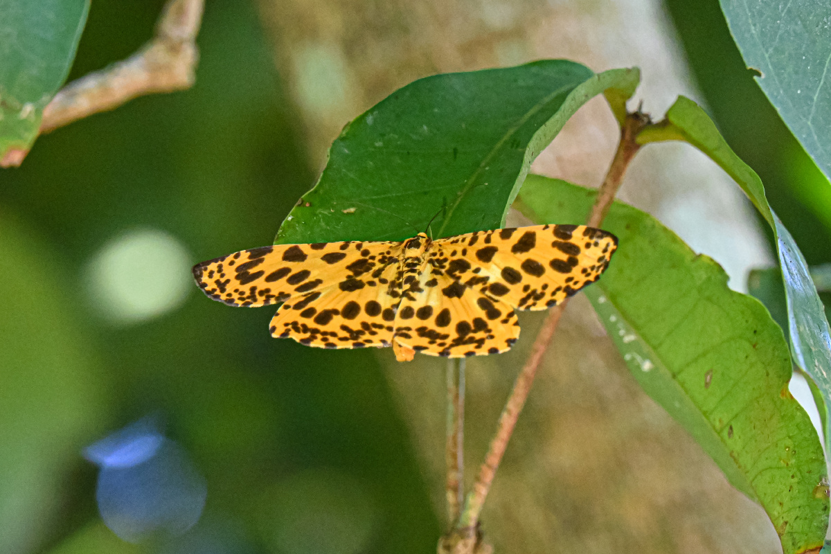 大斑豹纹尺蛾-十分罕见