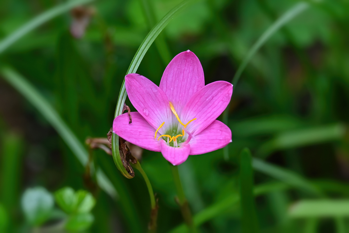 粉色风雨兰-花语:纯洁的初恋,淡泊名利 - 吴国明 - 图虫