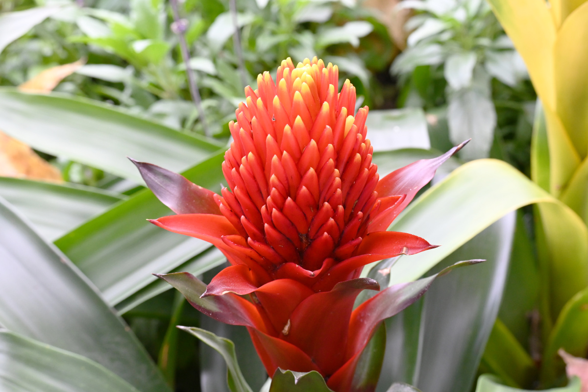 红星凤梨代表着鸿运当头,福星高照 - 吴国明 - 图虫