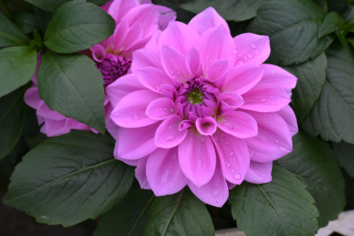 紫色大丽花花语勇气毅力浪漫