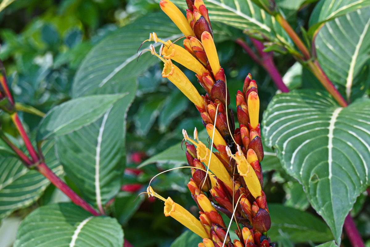 金脉爵床-花语:楚楚动人