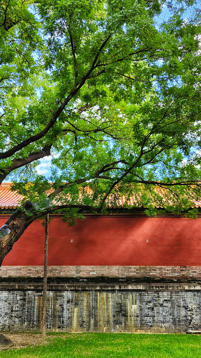 夏天的故宫红墙绿树