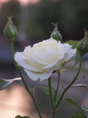 01D1A60E-6803-4114-B1C7-4C58DA7202EE/L0/001