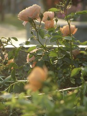 419FEC34-AA7E-4040-85FC-C3D818F88CBC/L0/001
