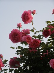 195FAB32-6CA7-4785-8762-499F8BAE83A6/L0/001