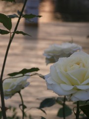 F89E5A1E-1D59-4F9D-9DCD-770CDDE694C5/L0/001