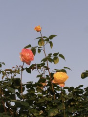 167681DB-CFB2-4F4A-9F1E-D6CBBE88A26A/L0/001