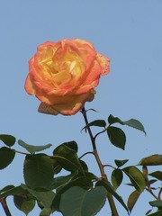 690B7B9C-4FF4-48F7-A4CF-FE4AB5A1D99E/L0/001