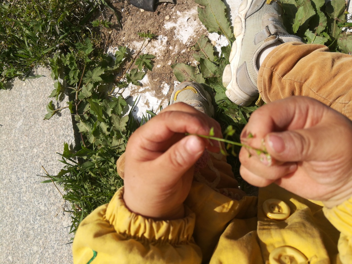 幼小的手拿着一颗小草