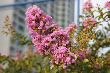 IMG_5528.JPG