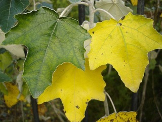 DSC00159.JPG