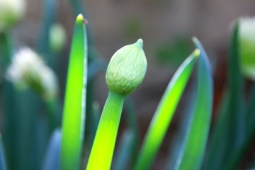 IMG_0695.JPG