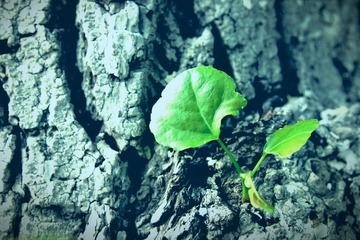 IMG_0742.JPG