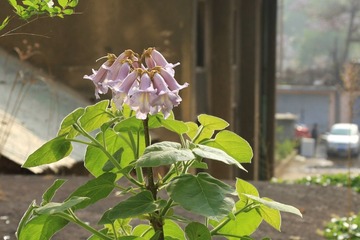 IMG_0238.JPG