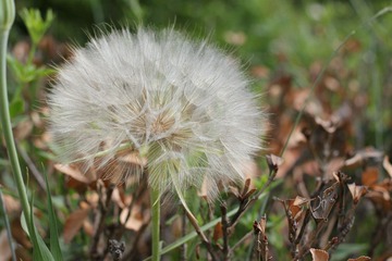 IMG_1723.JPG