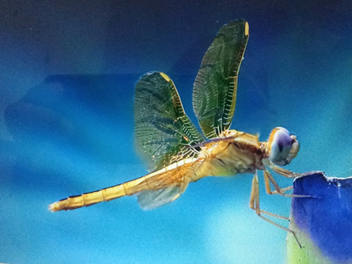 飞得最快的昆虫是澳大利亚蜻蜓
