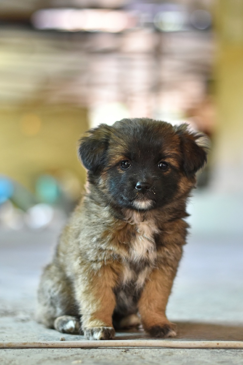 大山里可爱的小土狗它有点害羞