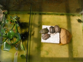 P3250005.JPG