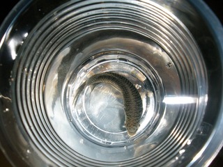 PB260125.JPG
