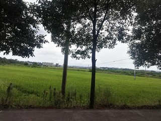 1009126
