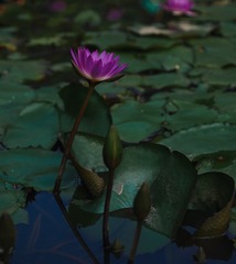 2971928A-E225-4F1D-AA76-363222AE938F/L0/001
