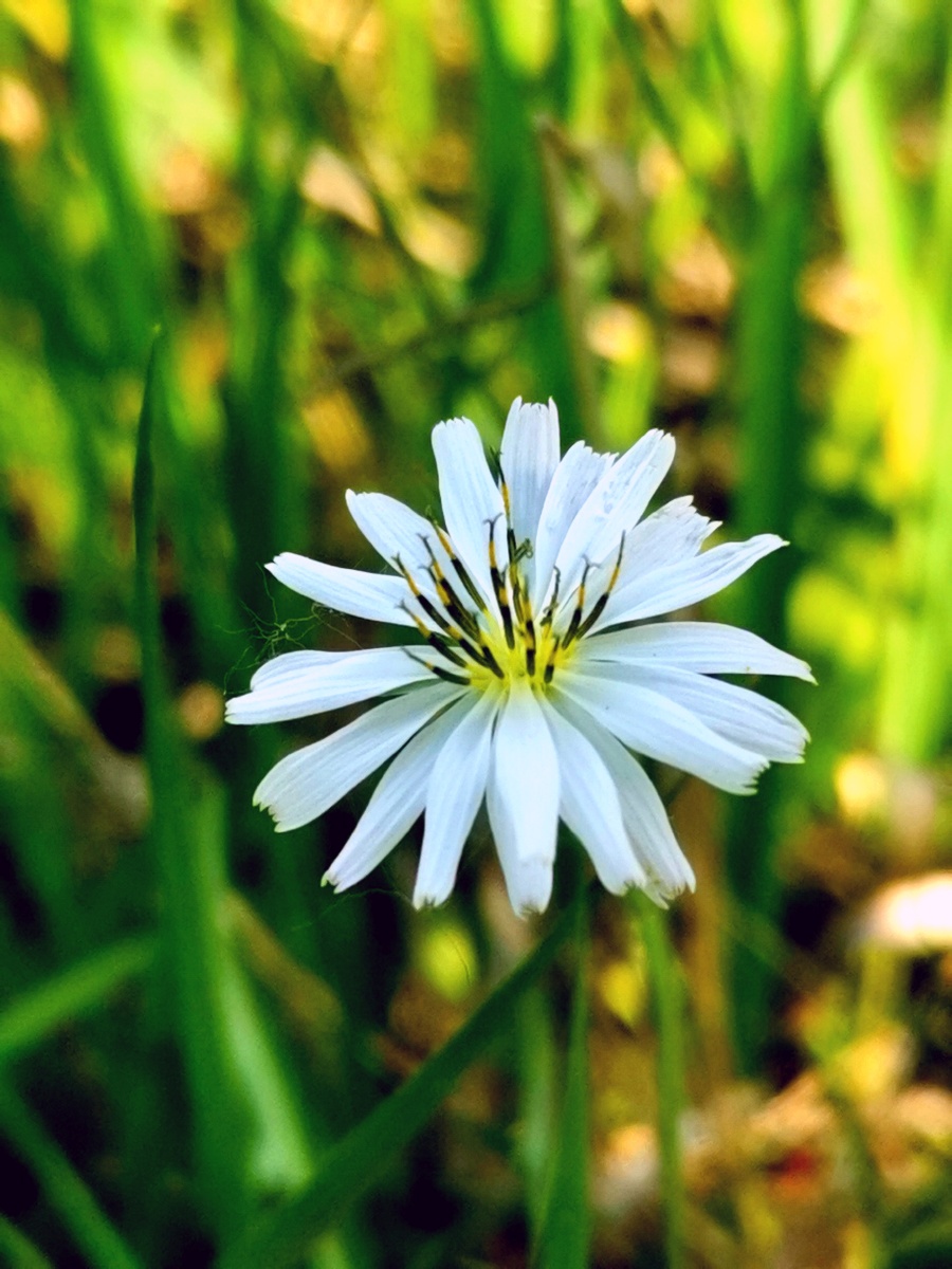 白色小野菊 - 你的笑容有温度 - 图虫