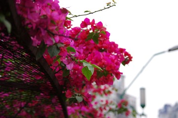 IMGP1035.JPG