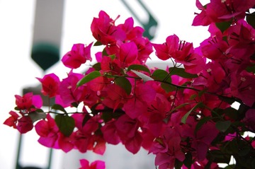 IMGP1039.JPG