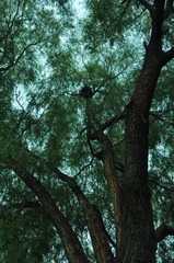 窝