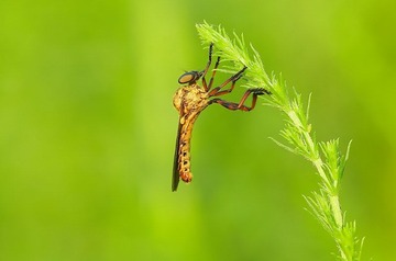 L4361830.jpg
