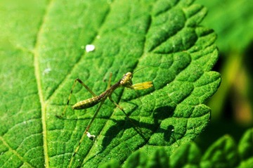 L4411444.jpg