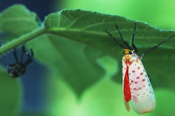 斑衣蜡蝉1.jpg