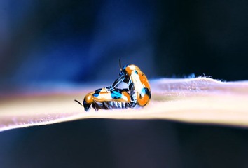 L4361533.jpg