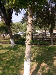 415563