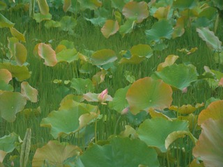 F3D901B4-91BE-4E7E-8BBF-2FA21B1C0040/L0/001